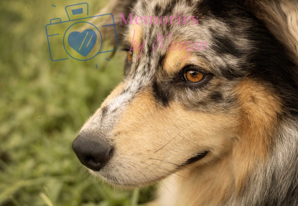 Profile of an australian Shepherd. 